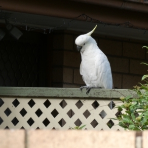 Cacatua galerita at Belconnen, ACT - 6 Mar 2022 05:04 PM