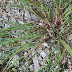 Setaria (genus) (Pigeon Grass) at Flea Bog Flat to Emu Creek Corridor - 10 Mar 2022 by JohnGiacon