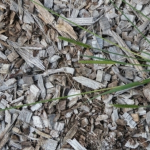 Setaria sp. at Belconnen, ACT - 10 Mar 2022