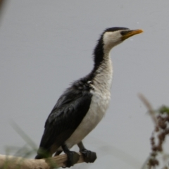 Microcarbo melanoleucos (Little Pied Cormorant) at Central Molonglo - 26 Mar 2022 by Paul4K