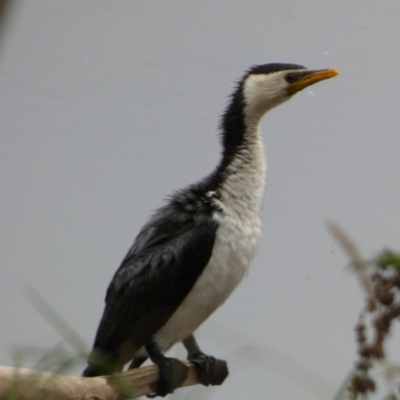 Microcarbo melanoleucos (Little Pied Cormorant) at Central Molonglo - 26 Mar 2022 by Paul4K