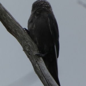 Artamus cyanopterus at Boro, NSW - 28 Mar 2022