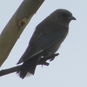 Artamus cyanopterus at Boro, NSW - 28 Mar 2022