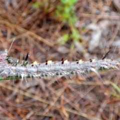 Lasiocampidae (family) immature (Lappet & Snout Moths) at Boro - 29 Mar 2022 by Paul4K