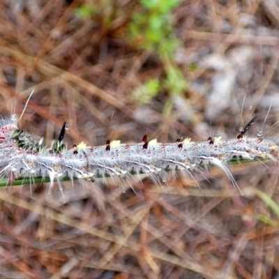 Lasiocampidae (family) immature (Lappet & Snout Moths) at Boro, NSW - 29 Mar 2022 by Paul4K