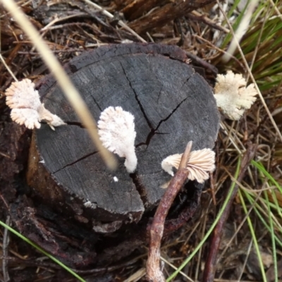 Schizophyllum commune (Split Gill Fungus) at Mayfield, NSW - 30 Mar 2022 by Paul4K