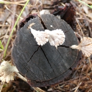 Schizophyllum commune at Mayfield, NSW - 30 Mar 2022