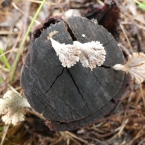 Schizophyllum commune at Mayfield, NSW - 30 Mar 2022