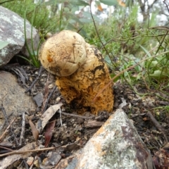 Pisolithus microcarpus (A puffball) at Mayfield, NSW - 29 Mar 2022 by Paul4K