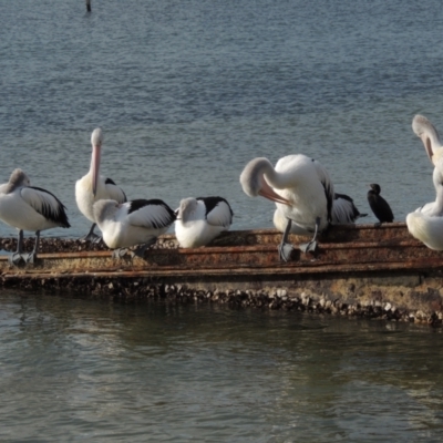 Pelecanus conspicillatus (Australian Pelican) at Merimbula, NSW - 16 Jul 2020 by MichaelBedingfield