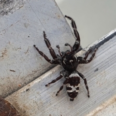 Sandalodes superbus (Ludicra Jumping Spider) at Yass River, NSW - 29 Mar 2022 by SenexRugosus