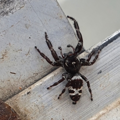 Sandalodes superbus (Ludicra Jumping Spider) at Rugosa - 29 Mar 2022 by SenexRugosus