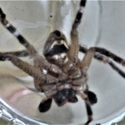 Neosparassus calligaster (Beautiful Badge Huntsman) at Deakin, ACT - 30 Mar 2022 by Boronia