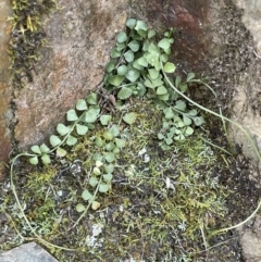 Asplenium flabellifolium (Necklace Fern) at Booth, ACT - 30 Mar 2022 by JaneR