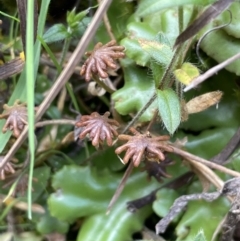 Marchantia sp. (genus) (A Liverwort) at Booth, ACT - 30 Mar 2022 by JaneR