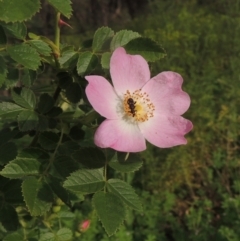 Rosa rubiginosa (Sweet Briar, Eglantine) at Paddys River, ACT - 30 Nov 2021 by michaelb