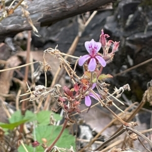 Pelargonium australe at Booth, ACT - 30 Mar 2022