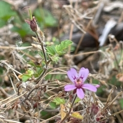 Pelargonium australe at Booth, ACT - 30 Mar 2022