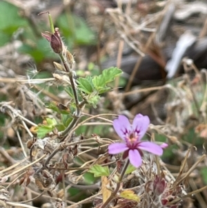 Pelargonium australe at Booth, ACT - 30 Mar 2022