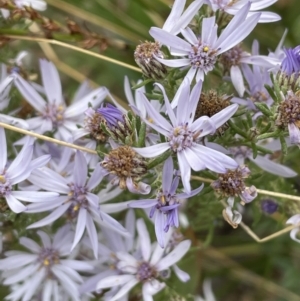 Olearia floribunda at Booth, ACT - 30 Mar 2022 02:25 PM