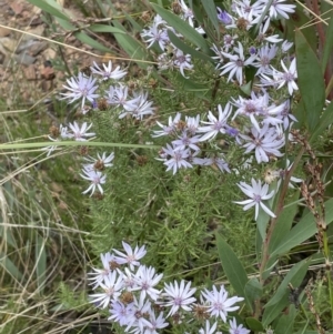 Olearia floribunda at Booth, ACT - 30 Mar 2022 02:25 PM