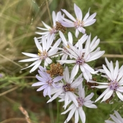 Olearia floribunda at Booth, ACT - 30 Mar 2022 02:25 PM