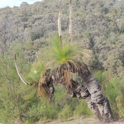 Xanthorrhoea glauca subsp. angustifolia (Grey Grass-tree) at Paddys River, ACT - 30 Nov 2021 by MichaelBedingfield