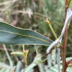 Acacia rubida at Booth, ACT - 30 Mar 2022 03:20 PM