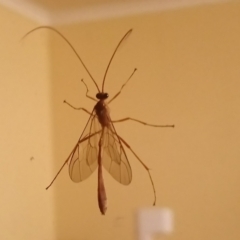 Enicospilus sp. (genus) (An ichneumon wasp) at Kambah, ACT - 31 Mar 2022 by RosemaryRoth