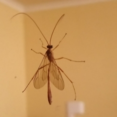 Enicospilus sp. (genus) (An ichneumon wasp) at Kambah, ACT - 30 Mar 2022 by RosemaryRoth