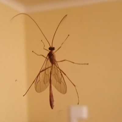 Enicospilus sp. (genus) (An ichneumon wasp) at Kambah, ACT - 31 Mar 2022 by RosemaryRoth