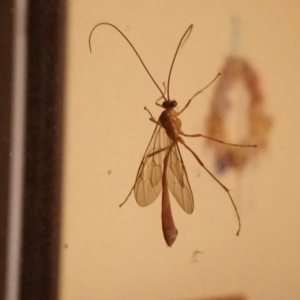 Enicospilus sp. (genus) at Kambah, ACT - 31 Mar 2022