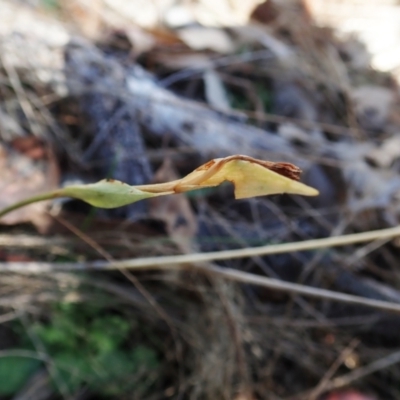 Diplodium ampliatum (Large Autumn Greenhood) at Cook, ACT - 26 Mar 2022 by CathB