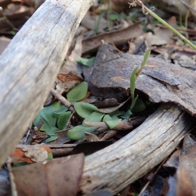 Diplodium truncatum (Little Dumpies, Brittle Greenhood) at Cook, ACT - 25 Mar 2022 by CathB