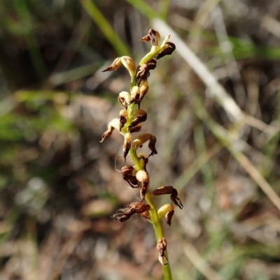 Corunastylis clivicola (Rufous midge orchid) at Cook, ACT - 26 Mar 2022 by CathB