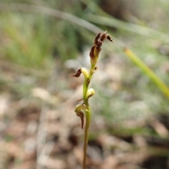 Corunastylis clivicola at Cook, ACT - suppressed