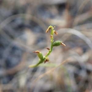 Corunastylis clivicola at Cook, ACT - 25 Mar 2022