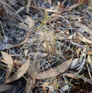 Corunastylis clivicola at Cook, ACT - 25 Mar 2022