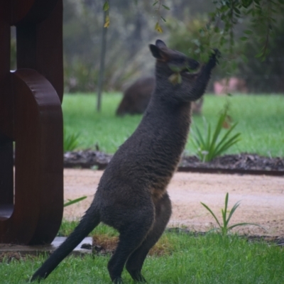 Wallabia bicolor (Swamp Wallaby) at Majors Creek, NSW - 25 Mar 2020 by LyndalT