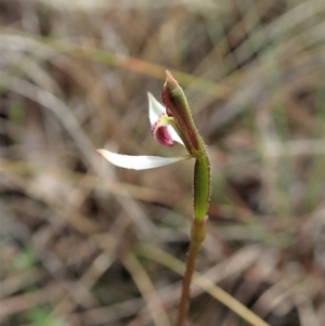 Eriochilus cucullatus at Cook, ACT - suppressed