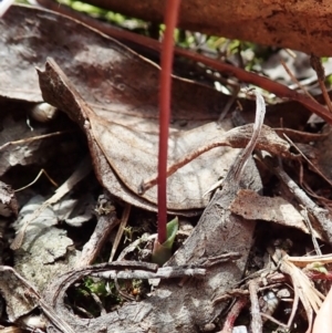 Eriochilus cucullatus at Cook, ACT - suppressed