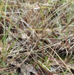 Eriochilus cucullatus at Cook, ACT - suppressed