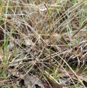 Eriochilus cucullatus at Cook, ACT - 25 Mar 2022