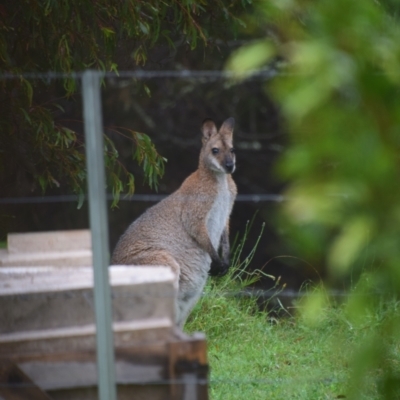 Notamacropus rufogriseus (Red-necked Wallaby) at Majors Creek, NSW - 25 Mar 2020 by LyndalT