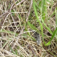 Amphibolurus muricatus at Coree, ACT - 31 Mar 2022 11:50 AM