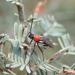 Trilaccus mimeticus at Mount Painter - 26 Mar 2022