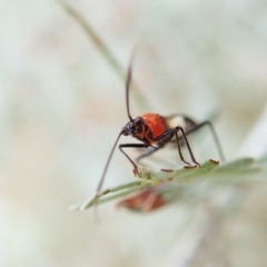 Trilaccus mimeticus at Mount Painter - 26 Mar 2022