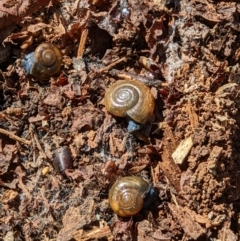 Oxychilus cellarius (Cellar Snail) at Gateway Island, VIC - 31 Mar 2022 by ChrisAllen