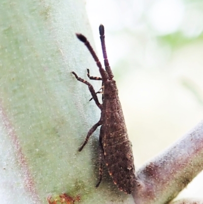 Agriopocoris sp. (genus) (Coreid bug) at Mount Painter - 26 Mar 2022 by CathB