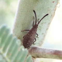 Agriopocoris sp. (genus) at Cook, ACT - 26 Mar 2022